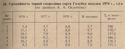 Урожайность черной смородины сорта Голубка