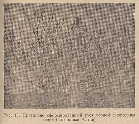 Правильно сформированный куст черной смородины