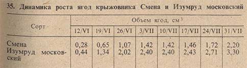 Динамика роста ягод крыжовника Смена и Изумруд московский