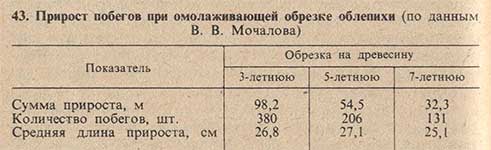 Прирост побегов при омолаживающей обрезке облепихи