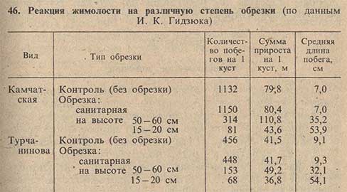 Реакция жимолости на различную степень обрезки