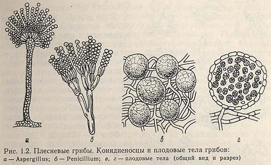 Плесневые грибы. Конидиеносцы и плодовые тела грибов