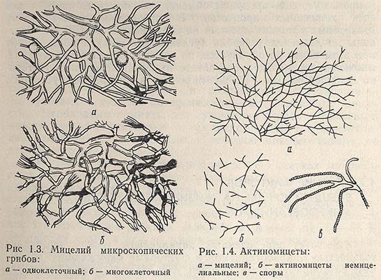 Мицелий микроскопических грибов. Актиномицеты