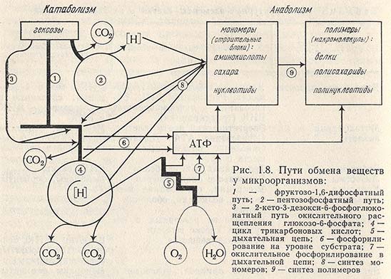 Пути обмена веществ у микроорганизмов