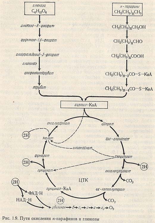 Пути окисления н-парафинов и глюкозы