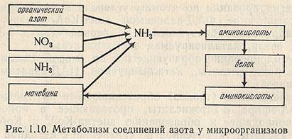 Метаболизм соединений азота у микроорганизмов