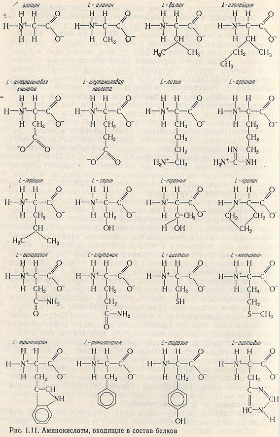 Аминокислоты, входящие в состав белков
