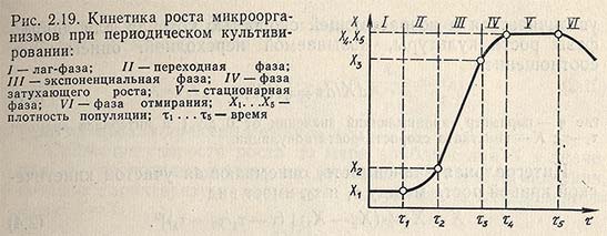 Кинетика роста микроорганизмов при периодическом культивировании