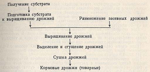 Технология производства кормовых дрожжей