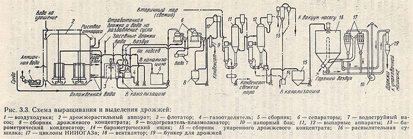 Схема выращивания и выделения дрожжей