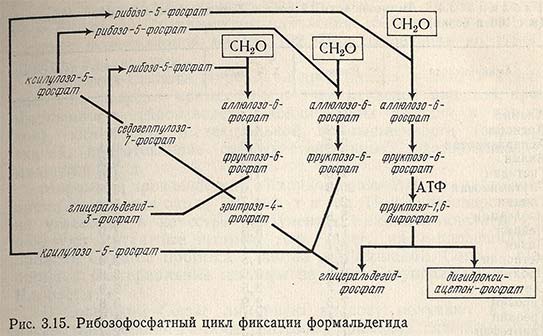 Рибозофосфатный цикл фиксации формальдегида