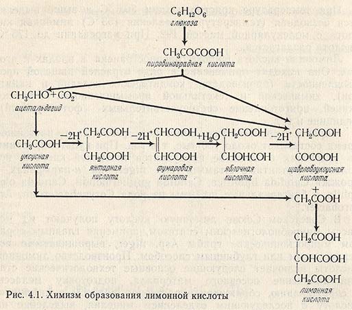 Химизм образования лимонной кислоты