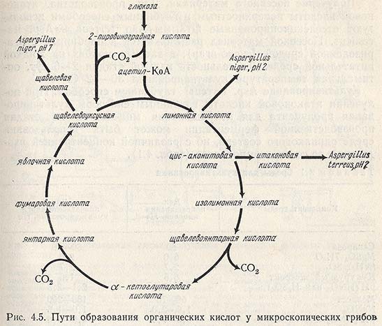 Пути образования органических кислот у микроскопических грибов