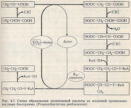 Схема образования пропионовой кислоты из молочной пропионово-кислыми бактериями