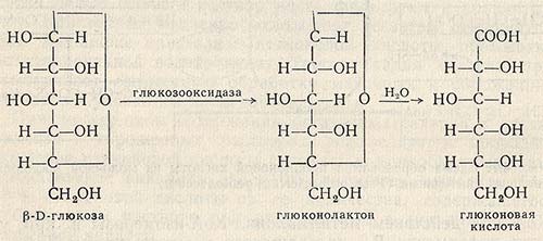 Превращение глюкозы в глюконовую кислоту