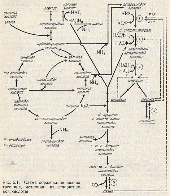Схема образования лизина, треонина, метионина из аспарагиновой кислоты
