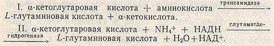 Получение L-глутаминовой кислоты из а-кетоглутаровой