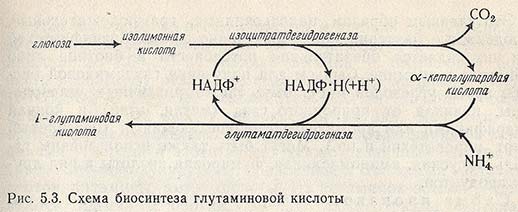 Схема биосинтеза глутаминовой кислоты