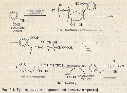 Трансформация антраниловой кислоты в триптофан