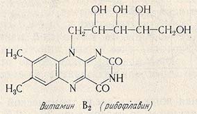 Витамин B2