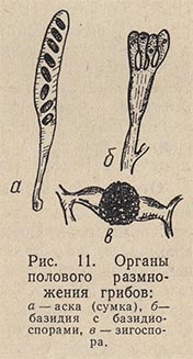 Органы полового размножения грибов