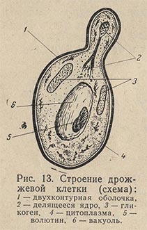 Строение дрожжевой клетки