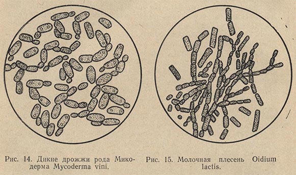 Дикие дрожжи рода Микодерма и молочная плесень