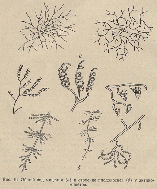 Общий вид мицелия и строение плодоносцев у актиномицетов