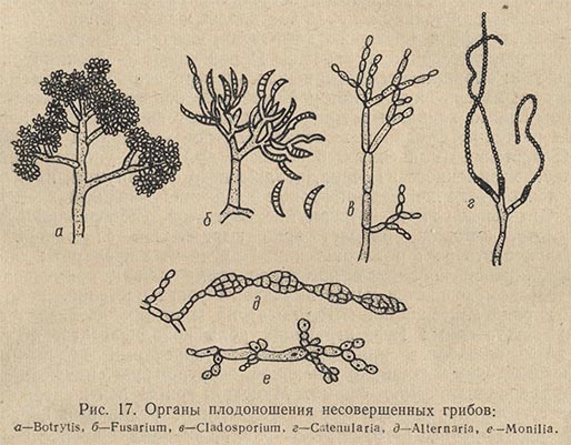 Органы плодоношения у несовершенных грибов