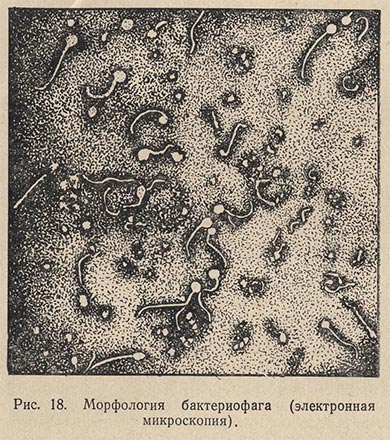 Морфология бактериофага