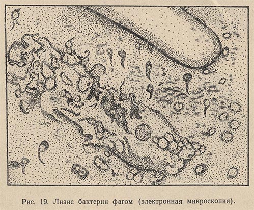 Лизис бактерии фагом