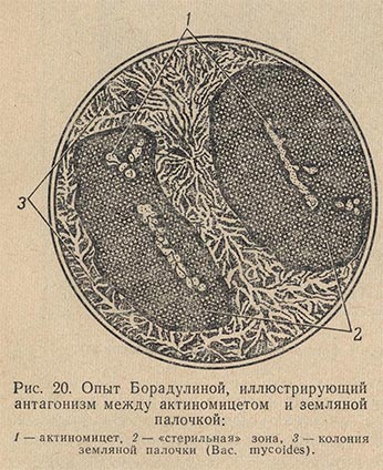 Опыт Борадулиной, иллюстрирующий антагонизм между актиномицетом и земляной палочкой