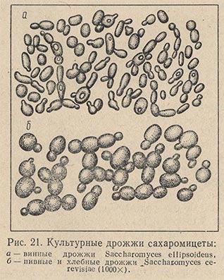 Культурные дрожжи сахаромицеты