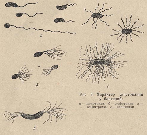 Характер жгутования у бактерий