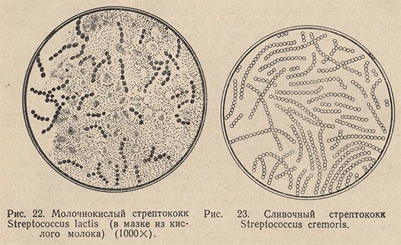 Молочнокислый стрептококк Streptococcus lactis и сливочный стрептококк Streptococcus cremoris