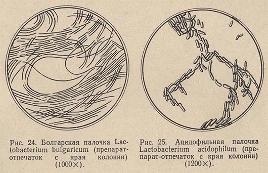 Болгарская палочка Lactobacterium bulgaricum и Ацидофильная палочка Lactobacterium acidophilum