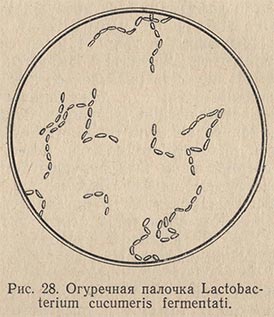 Огуречная палочка Lactobacterium cucumeris fermentati