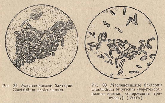 Маслянокислые бактерии