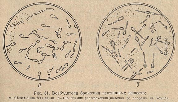 Возбудители брожения пектиновых веществ