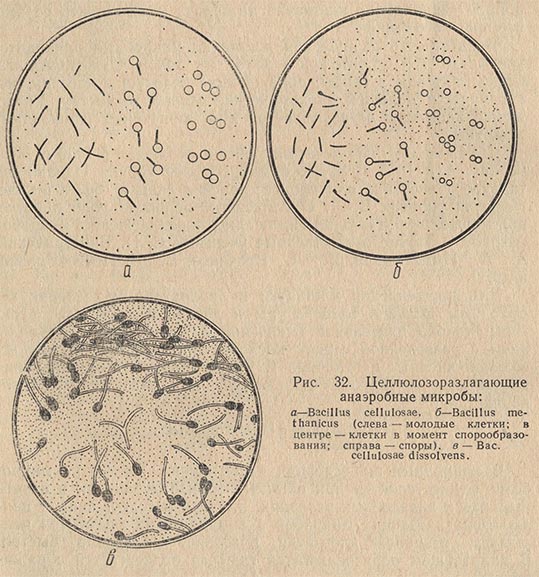 Целлюлозоразлагающие анаэробные микробы