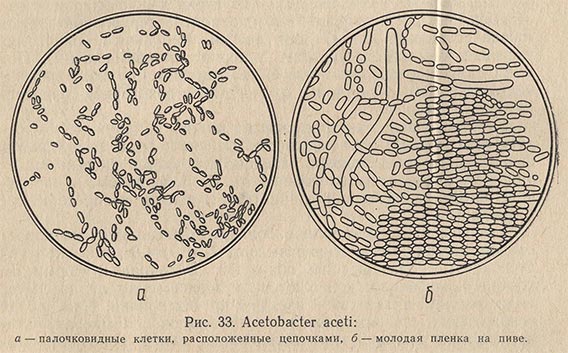 Acetobacter aceti