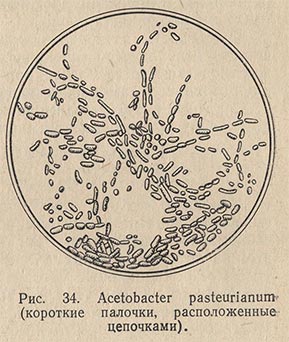 Acetobacter pasteurianum