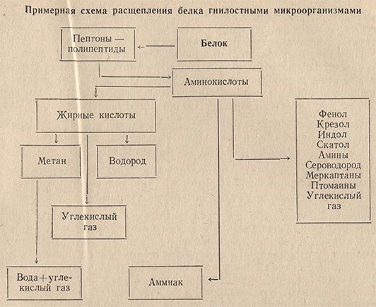 Примерная схема расщепления белка гнилостными микроорганизмами