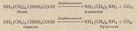 Из аминокислоты лизина образуется кадаверин, из аминокислоты орнитина - путресцин