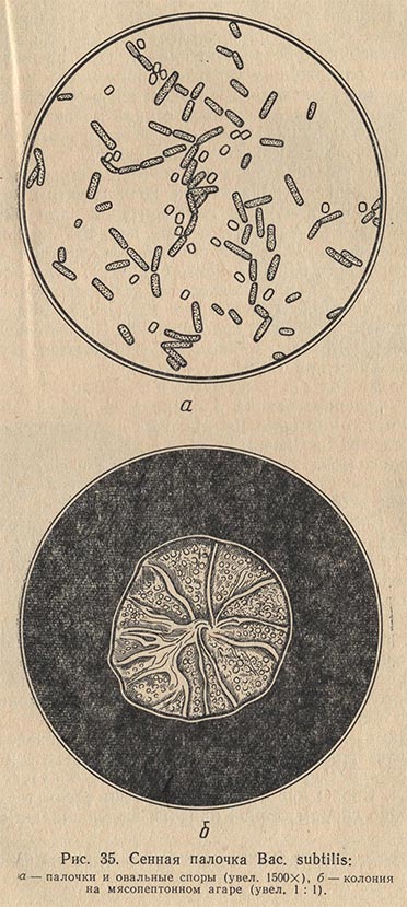 Сенная палочка (Bacillus subtilis)