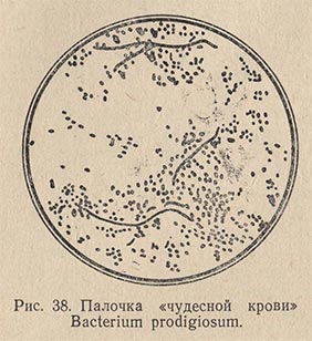 Пигментная бактерия Bacterium prodigiosum