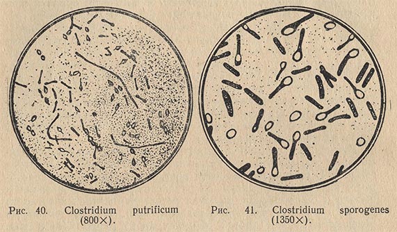 Clostridium putrificum и Clostridium sporogenes