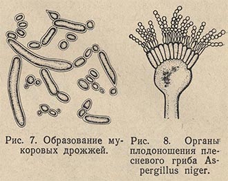 Образование мукоровых дрожжей и органы плодоношения плесневого гриба Aspergillus niger