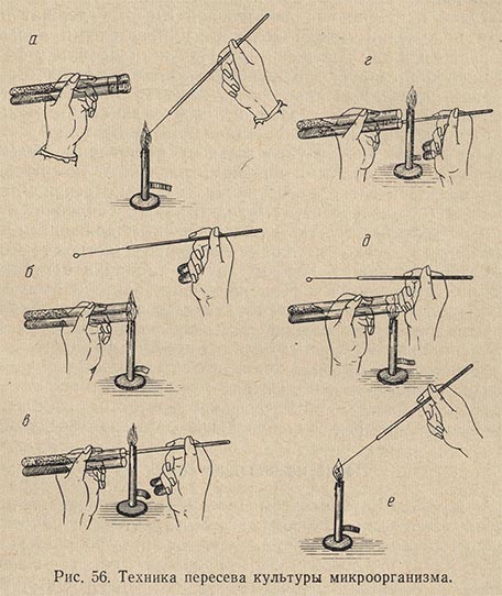 Техника пересева культуры микроорганизма