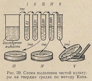 Схема выделения чистой культуры на твердых средах по методу Коха